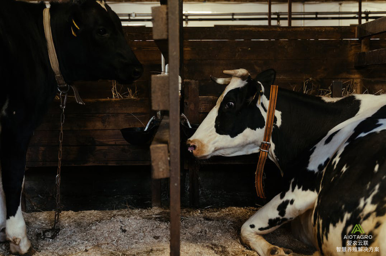 智慧畜牧业建设方案：解决养牛业面临的挑战