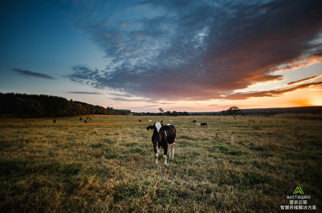 数据驱动的智能养牛：揭示养牛业未来发展趋势
