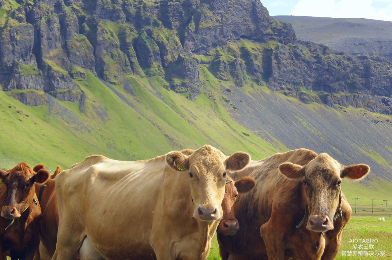 解密电子牛项圈：智慧畜牧蓬勃发展的未来技术