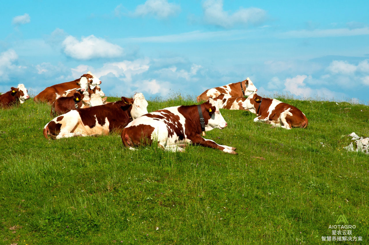智慧养牛设备的关键功能和优势是什么？