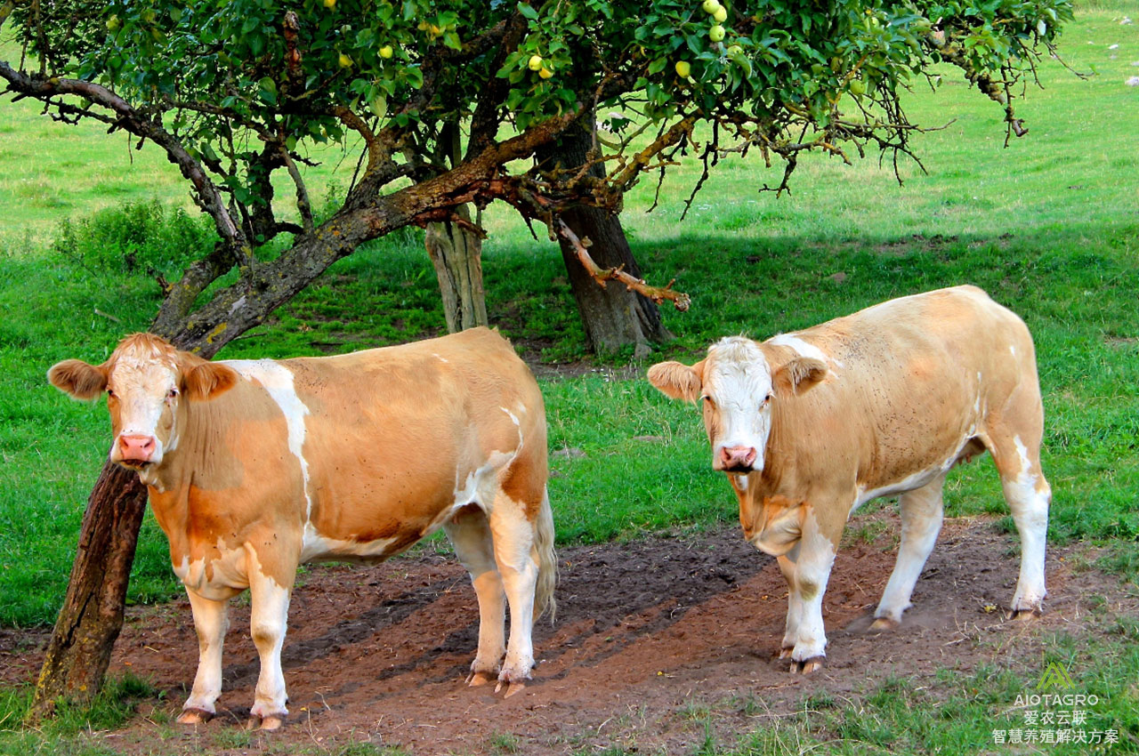 智慧畜牧新选择：牛项圈领跑智慧养殖行业