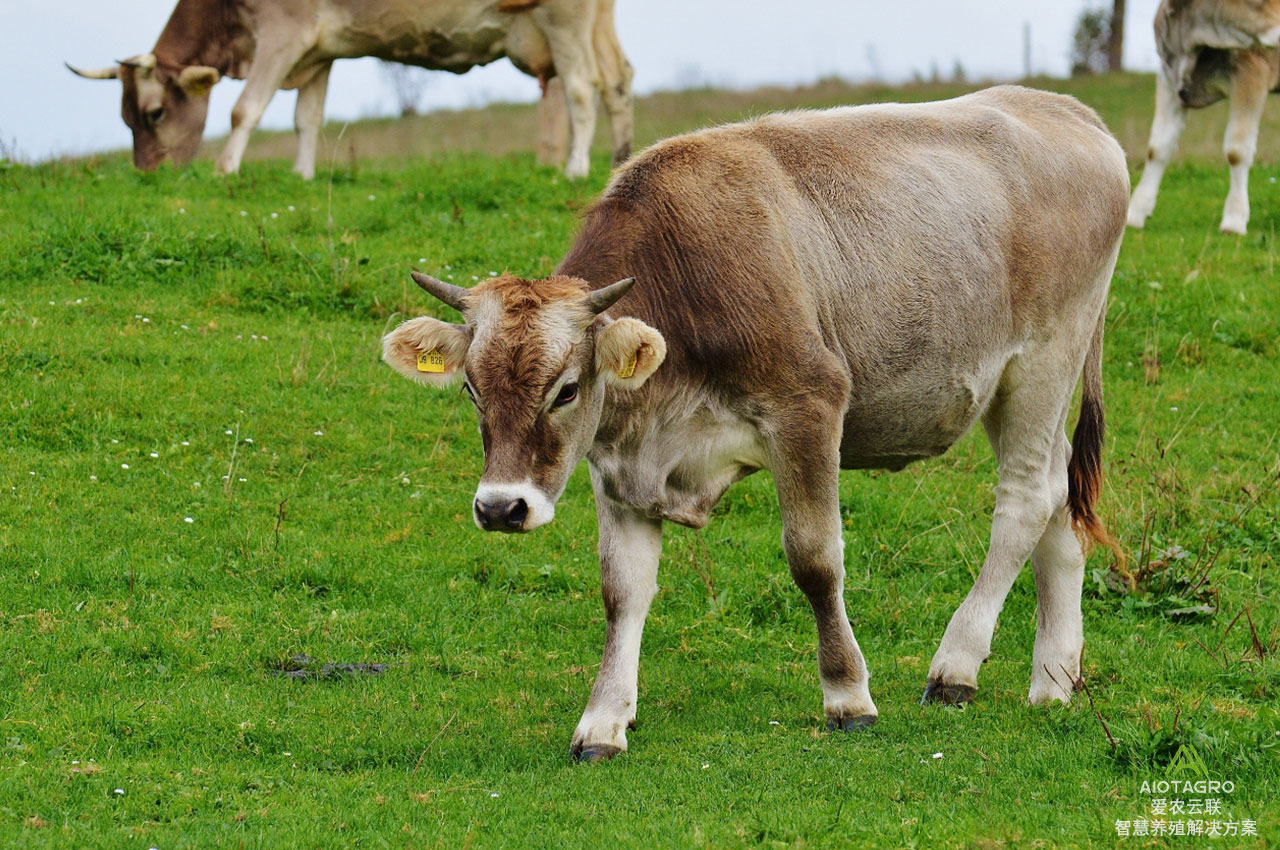 肉牛数字管家：引领数字化畜牧养殖的未来创新者