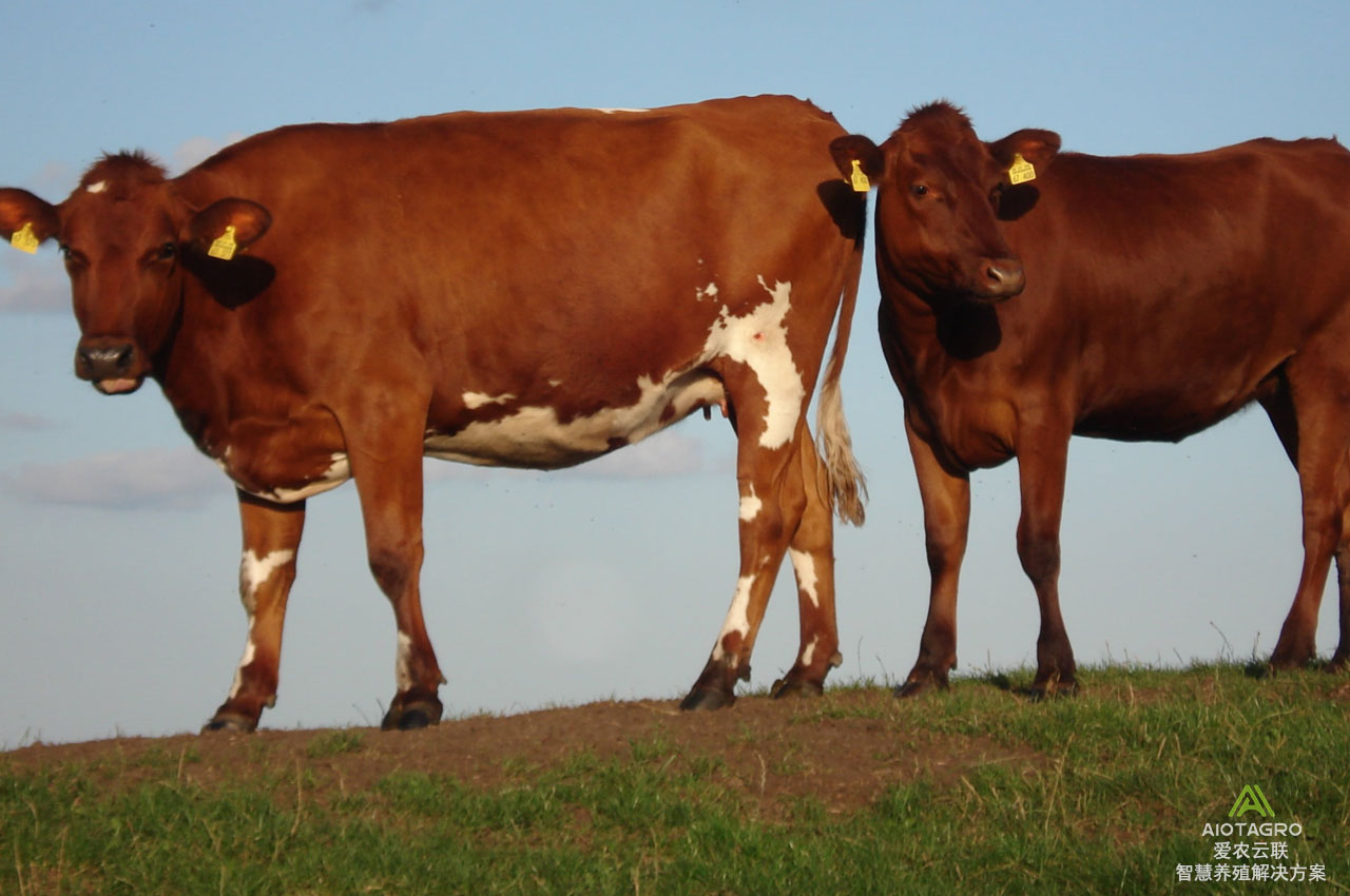 科学养牛设备：数字革命下的现代智慧牧场管理