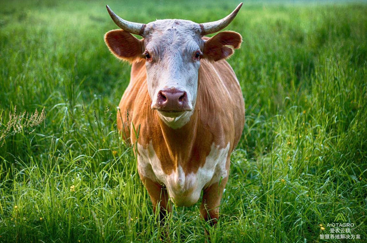 当溯源认养遇上智慧畜牧：智慧养殖硬件助您认养一头牛