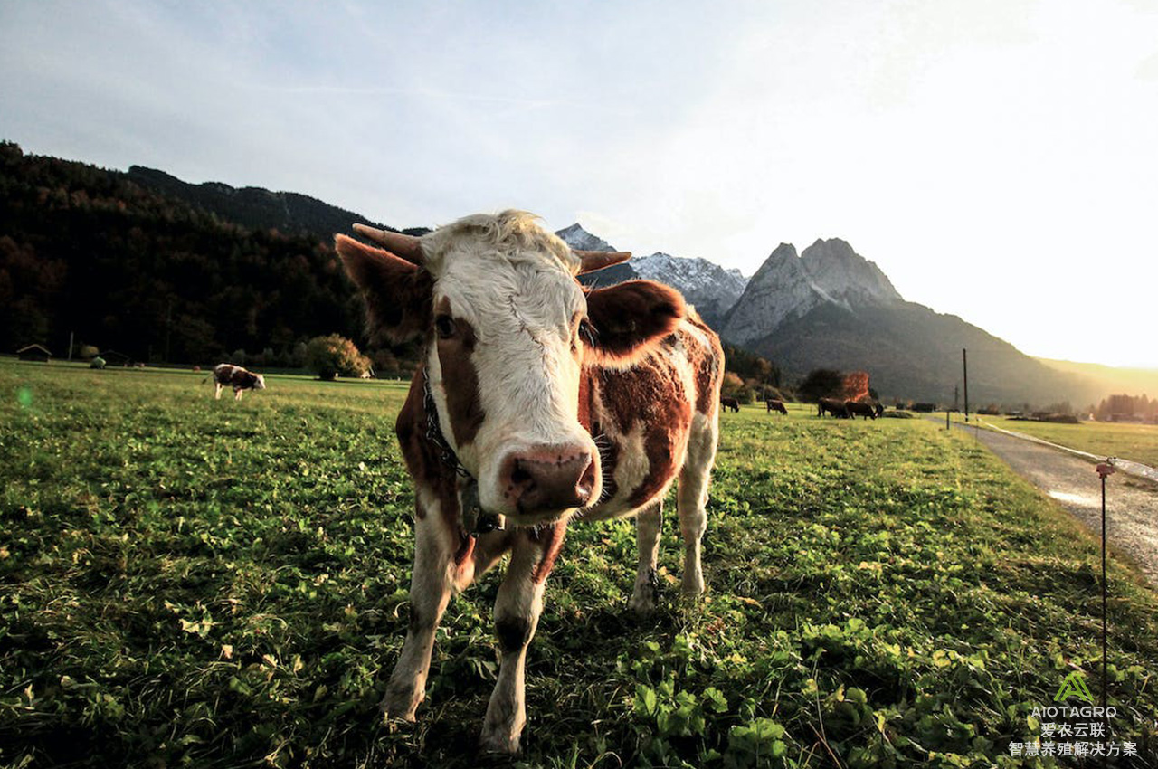 耳标的智能化选择：挖掘牛电子耳标的神奇功能，解决养殖难题