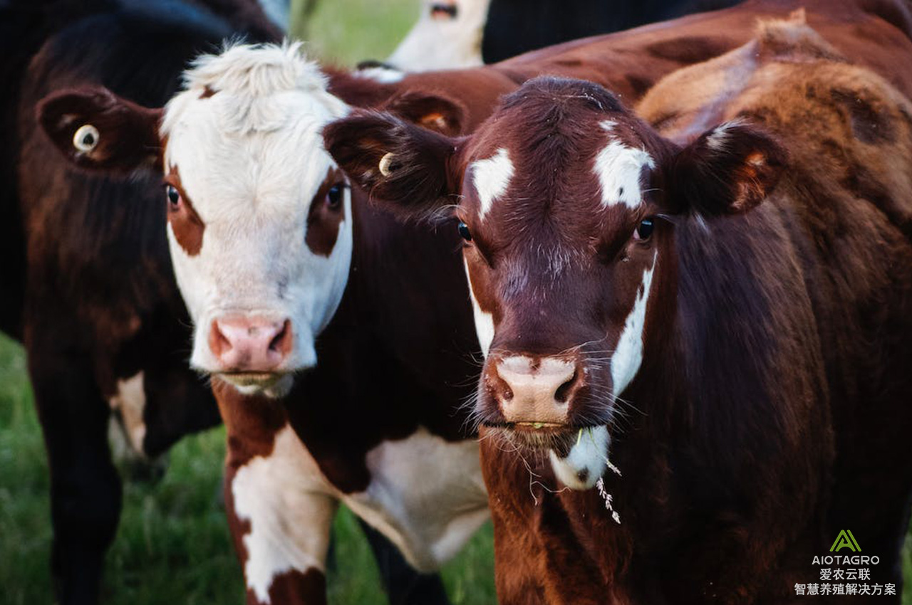 亲手参与，认养一头牛：畅享健康优质牛肉全程溯源可视化