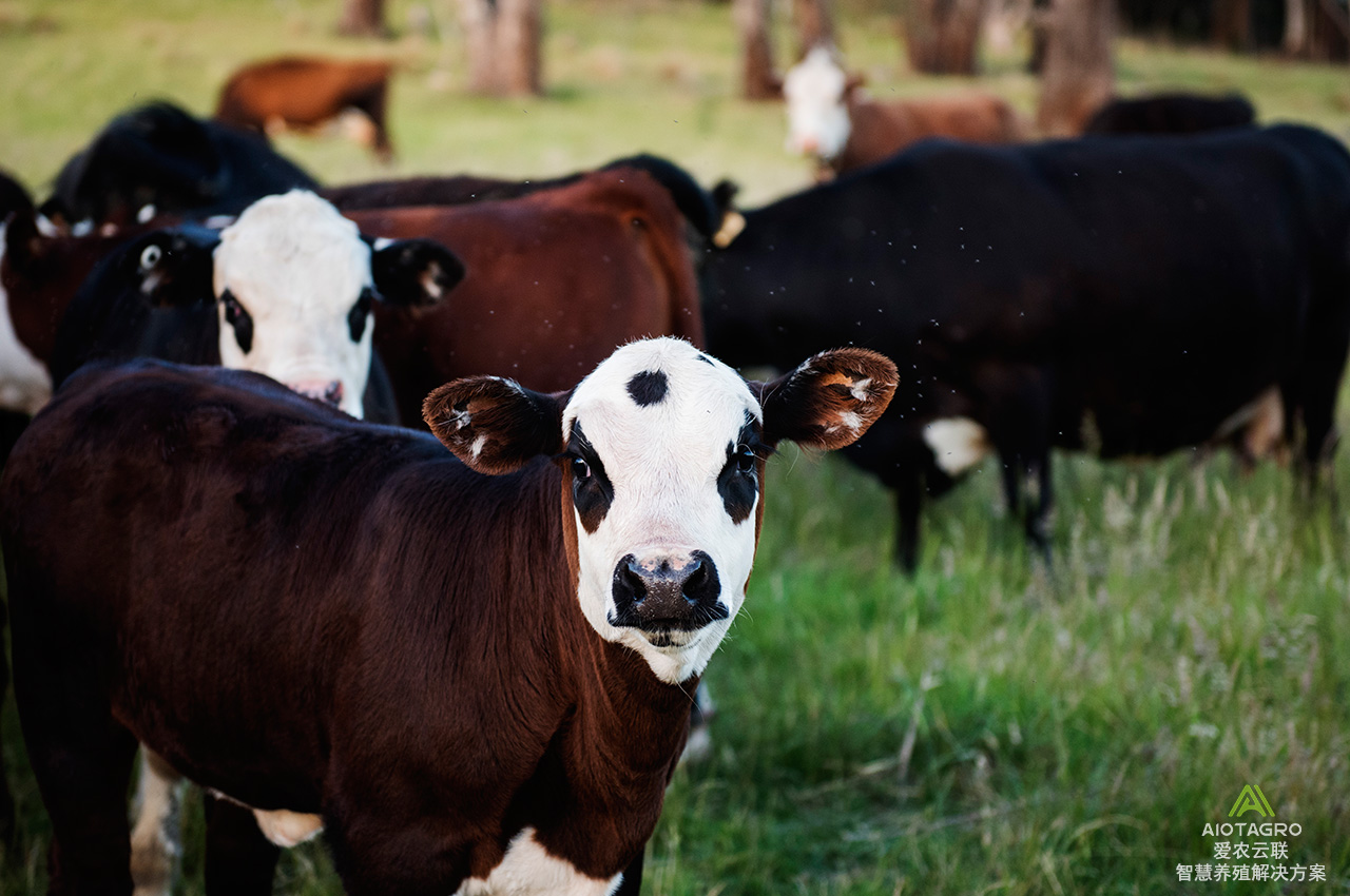 智慧养殖解决方案：优化牛羊猪养殖系统的智慧畜牧策略