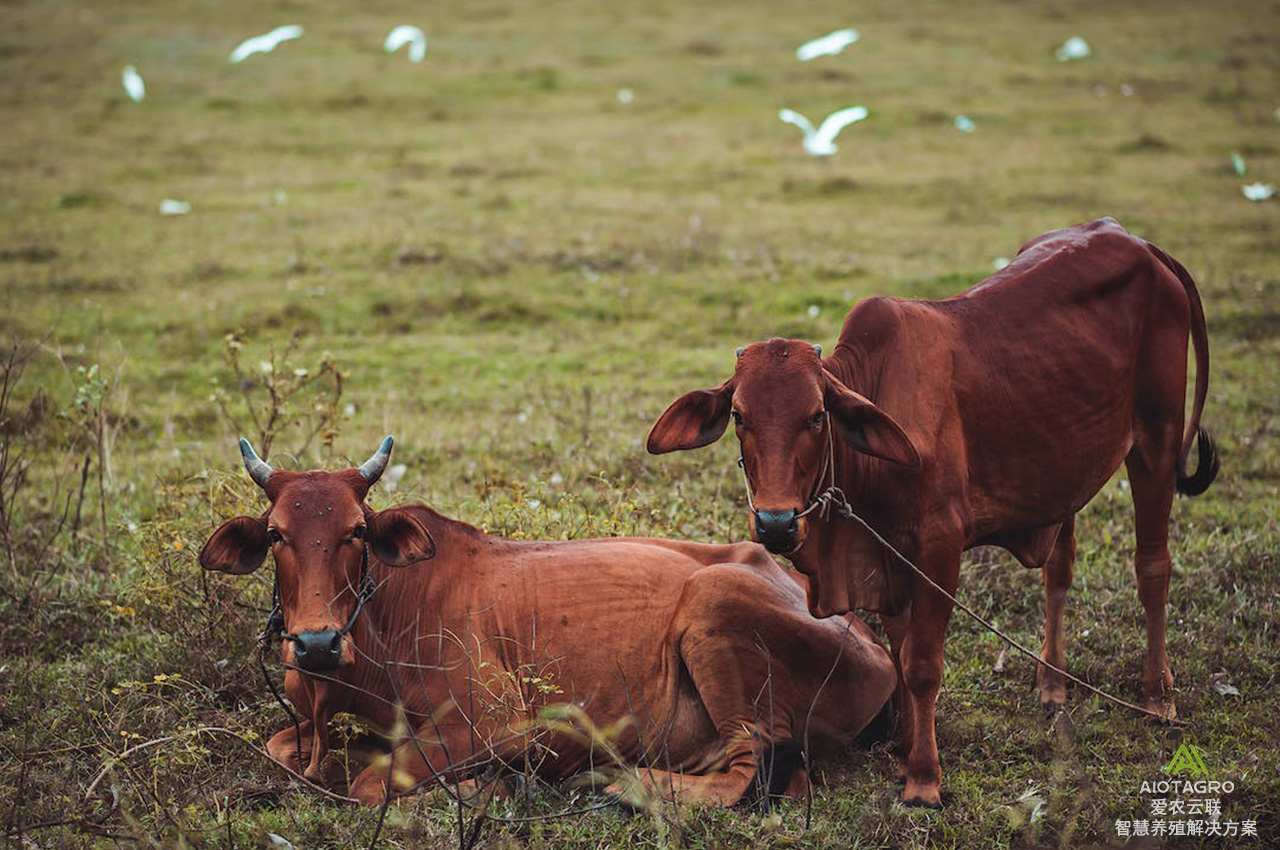 智能化畜牧管理的利器：选择与了解牲畜耳标