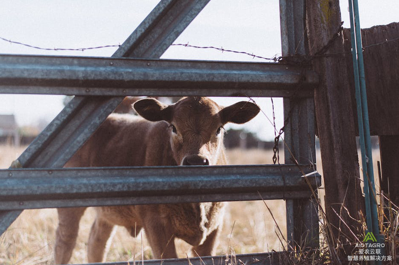 探索智慧牧场与牛项圈：云养牛背后的溯源认养技术