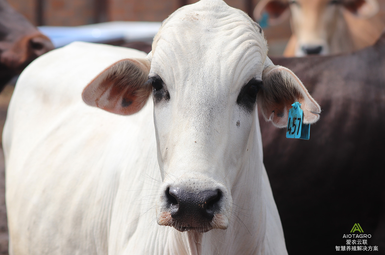 畜牧业管理数字化印记：智慧养殖电子耳标功能介绍