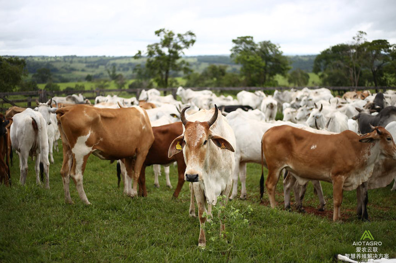 智能牲畜监控系统：智慧养殖平台的核心功能