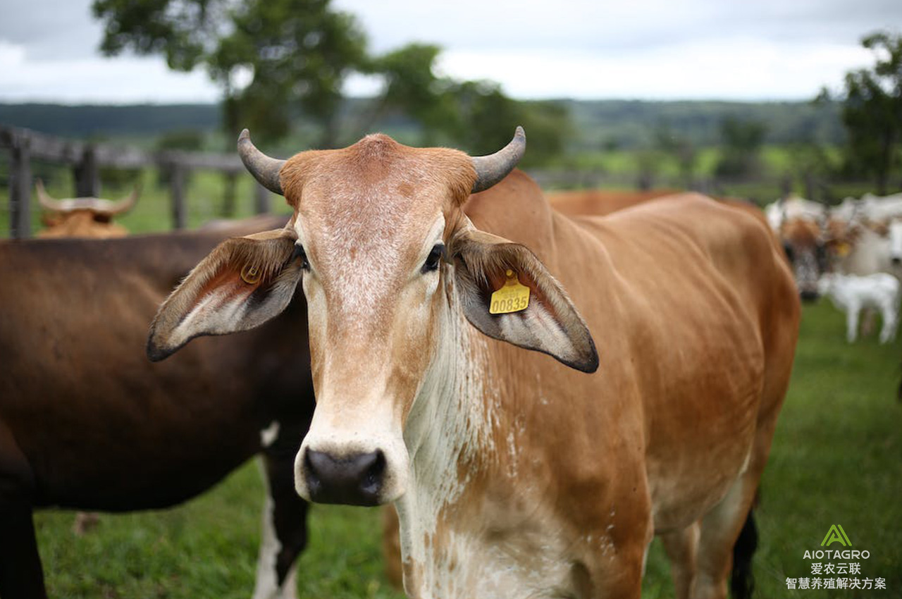 畜牧数字产业园：数字牛产业平台解决方案引领智能养殖