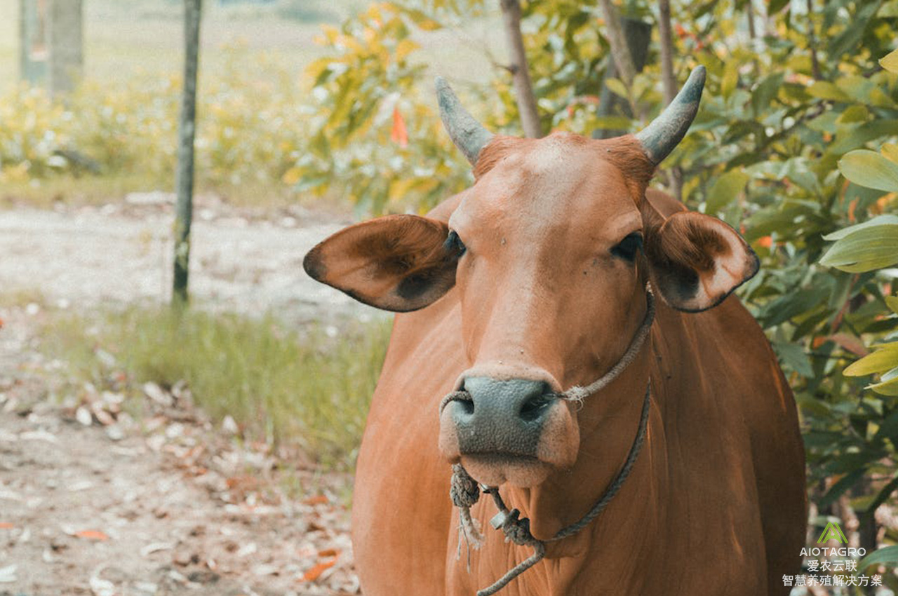 活体牲畜的智能监管：金融科技在畜牧业的应用