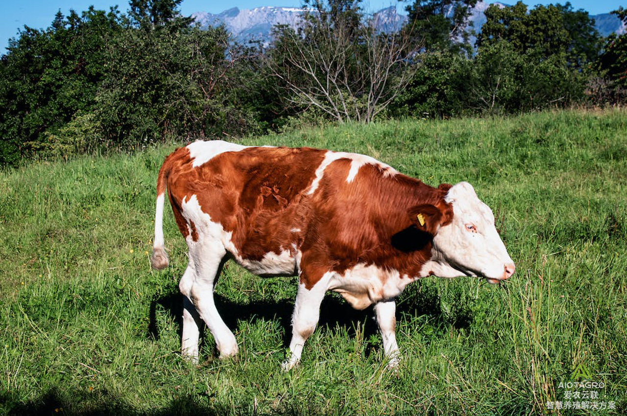 牛场智能守护：肉牛养殖管理APP如何颠覆传统养殖场管理