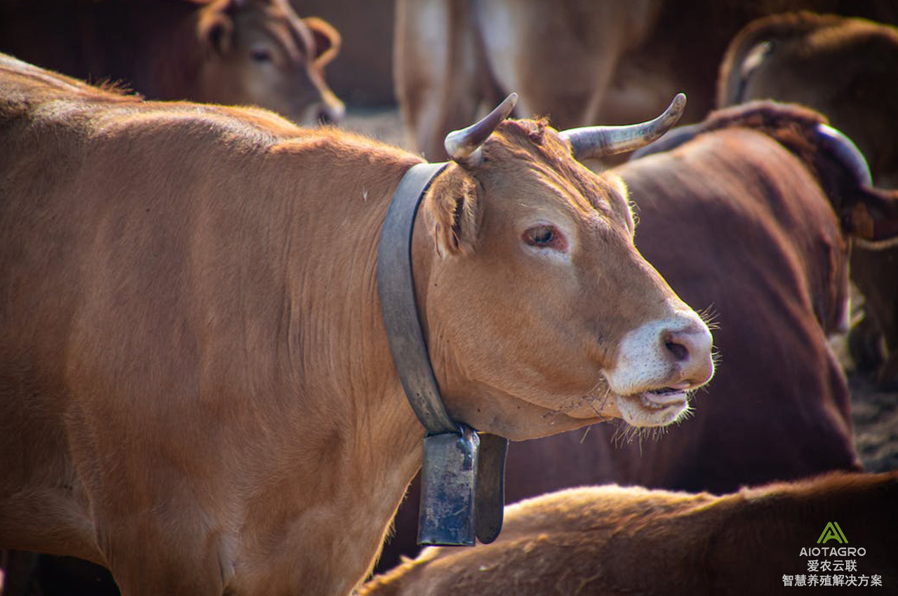 未来智慧农场的明星产品：肉牛养殖管理APP全方位解析