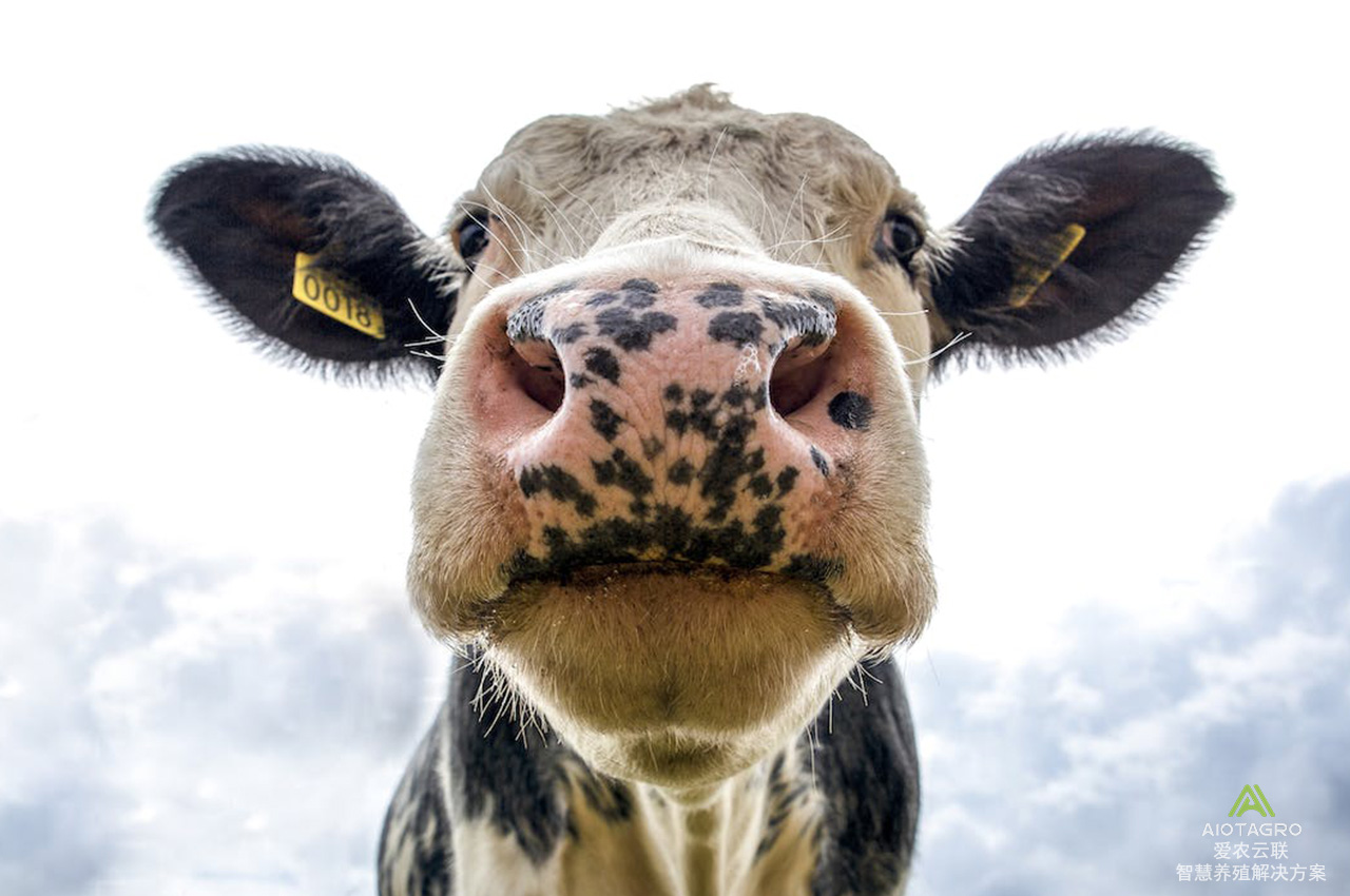 智能养殖时代：蓝牙测温耳标引领奶牛肉牛产业数字化革命