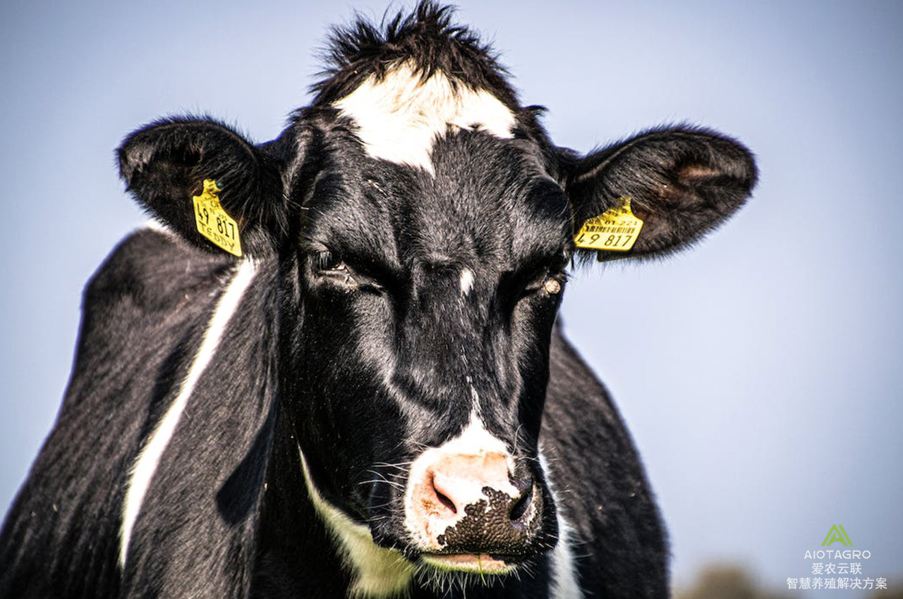 肉牛养殖新时代：肉牛智能管理APP引领畜牧业数字化转型