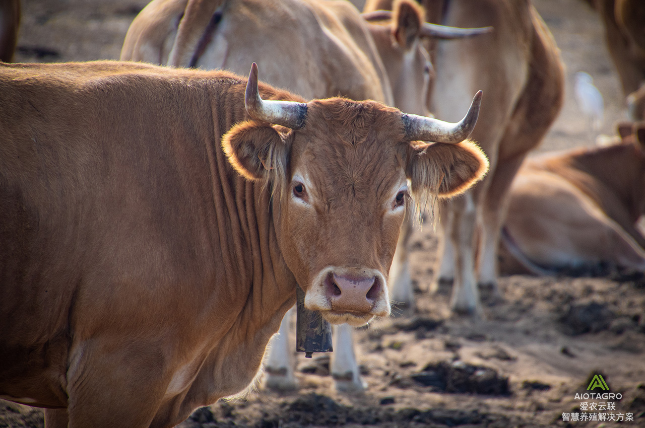 智能养殖：蓝牙测温耳标助力奶牛肉牛产业数字化管理