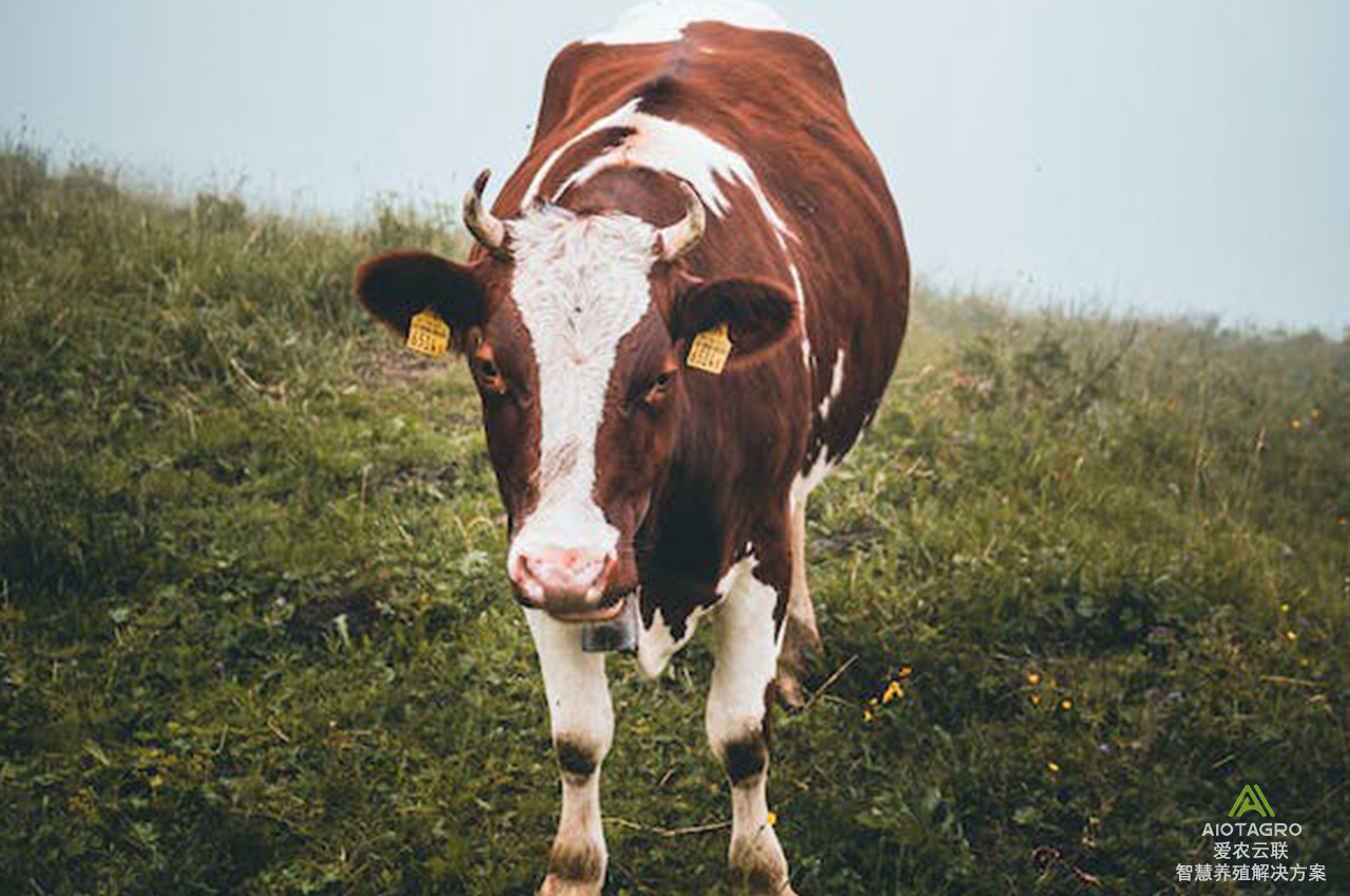 数字时代农业：智能耳标引领奶牛肉牛产业金融监管智能化