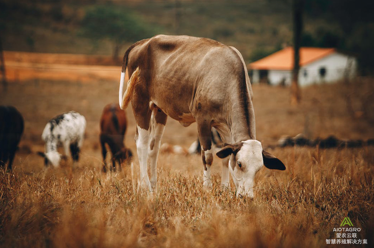 智慧农牧业：畜牧信息化技术赋能下的全面养殖创新