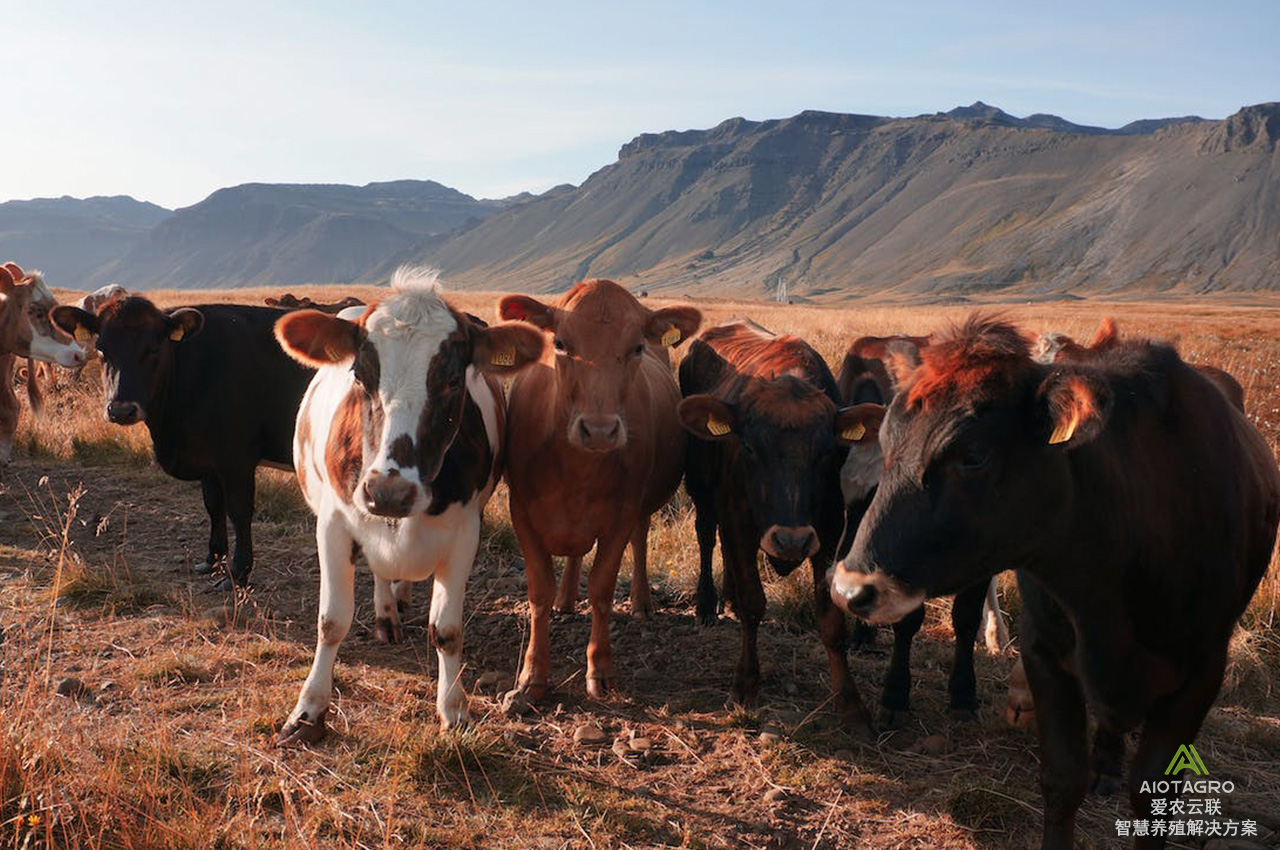 数字化时代的畜牧业：养殖大数据与物联网技术的创新应用