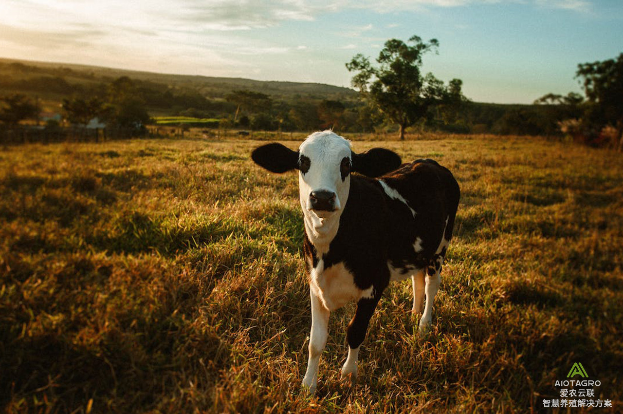 动物疫病智能监测预警系统：畜牧业健康守护者