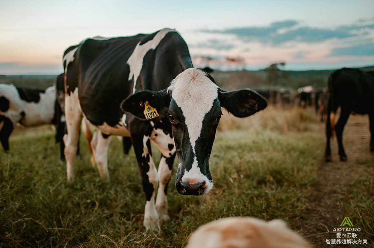 养殖智能化管理：养牛管理系统与牛耳标的协同创新