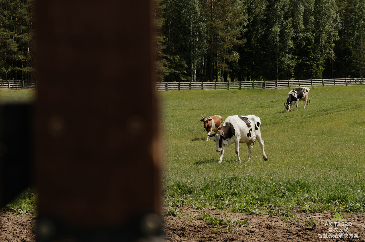 科技引领养殖：如何用养牛软件系统打造高效智慧农场？