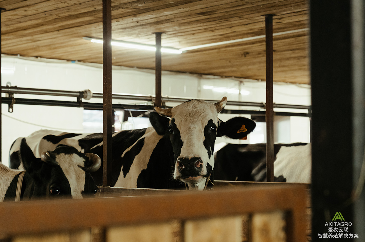 保障养殖业稳健发展：RFID技术在智慧畜牧保险系统中的应用