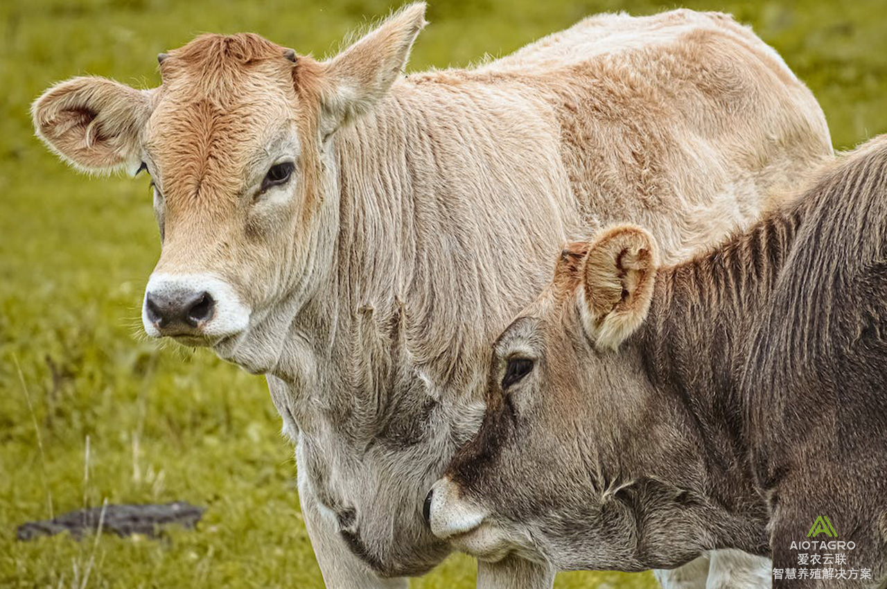 无源和有源RFID耳标：哪种更适合您的畜牧场？