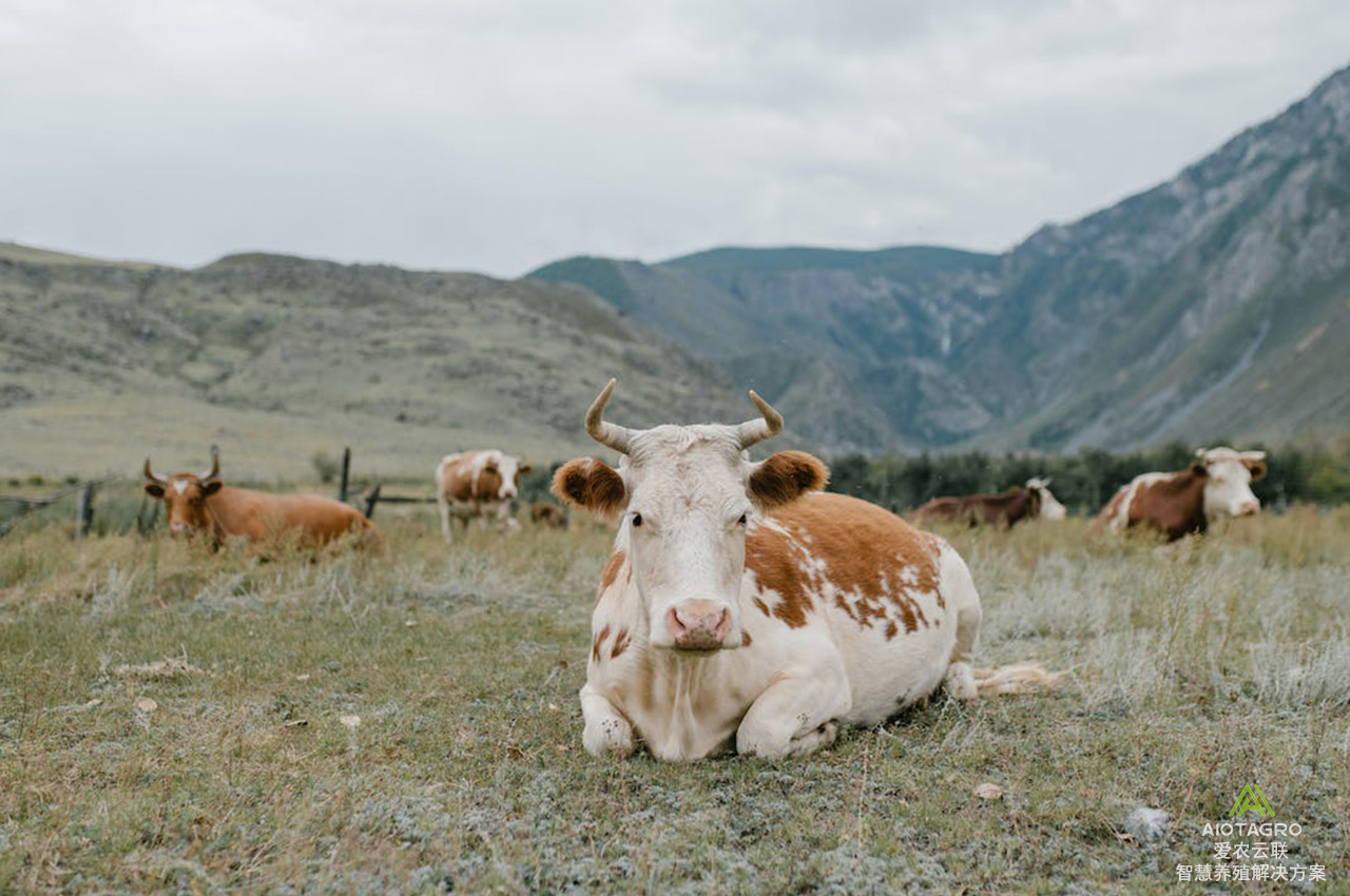 藏羊牦牛智慧养殖溯源系统：保障食品安全的科技利器