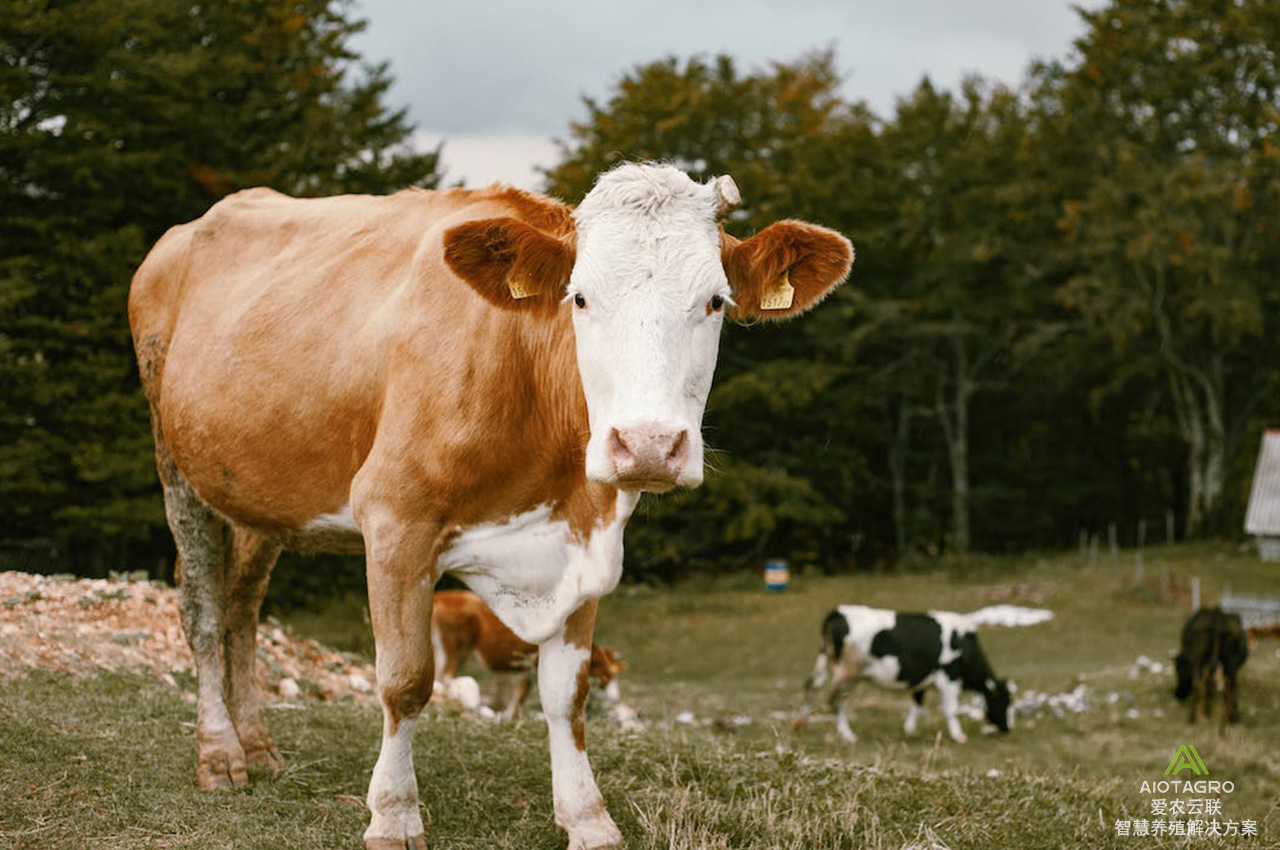 肉牛养殖产业智能化转型：科技驱动下的新篇章