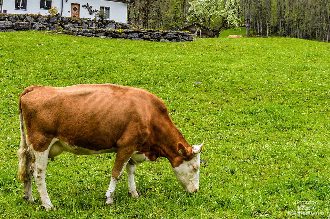 肉牛繁育管理系统：智能化管理引领养殖新潮流