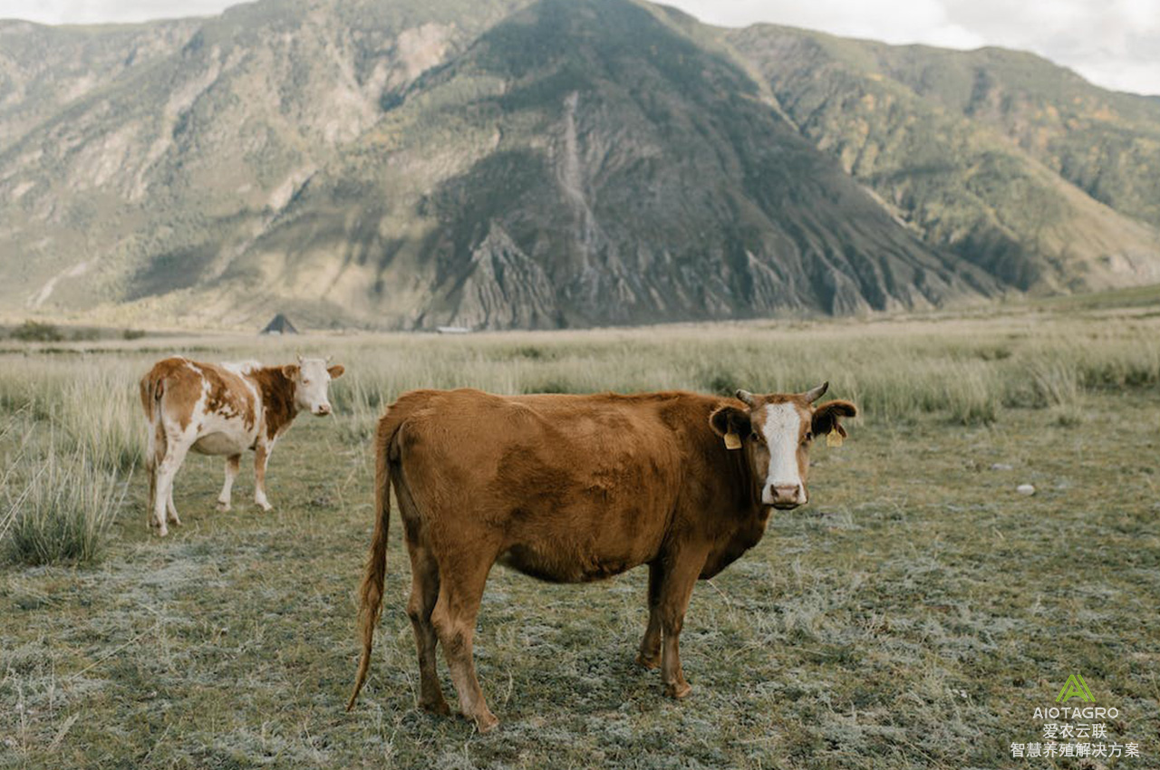 牦牛藏羊智慧养殖解决方案：为畜牧业注入新活力