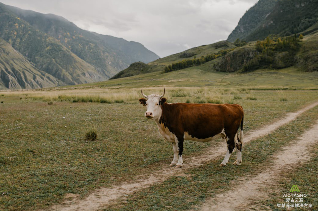 解锁草地畜牧业的未来：智能称重分群系统革新牦牛藏羊养殖