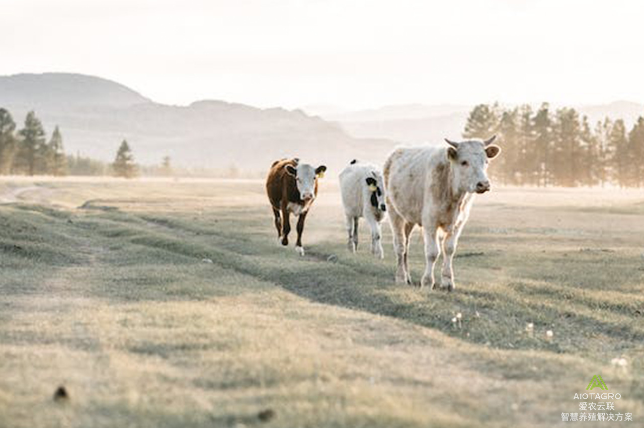 电子耳标在现代畜牧业的应用：智能化牛羊管理的新篇章