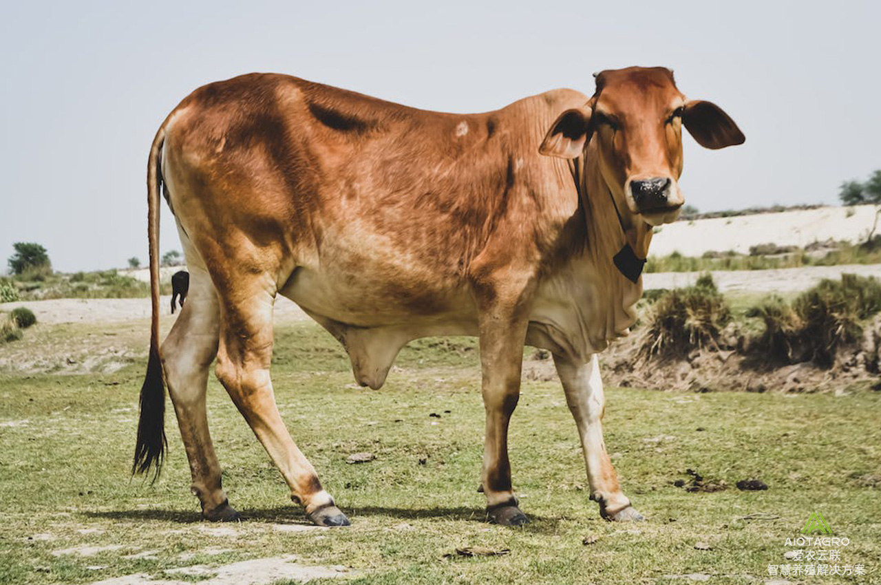 智慧养牛：牛舍自动化与环境优化的未来
