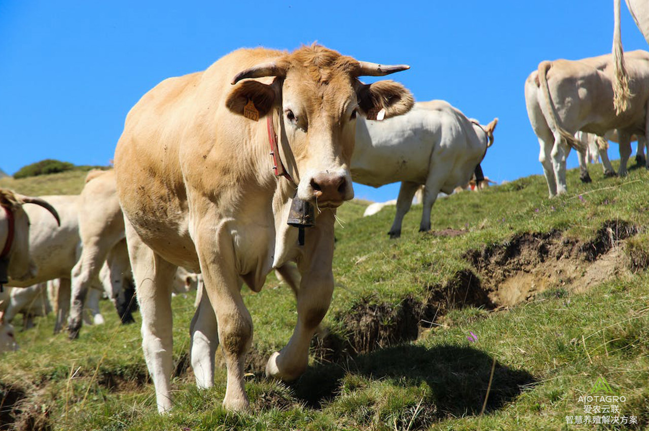 智慧畜牧数字化探索，智能耳标芯片助力牛群管理