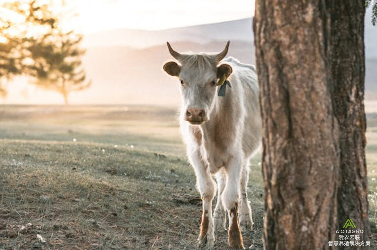 智慧养牛：牛场管理数据分析与决策支持的未来