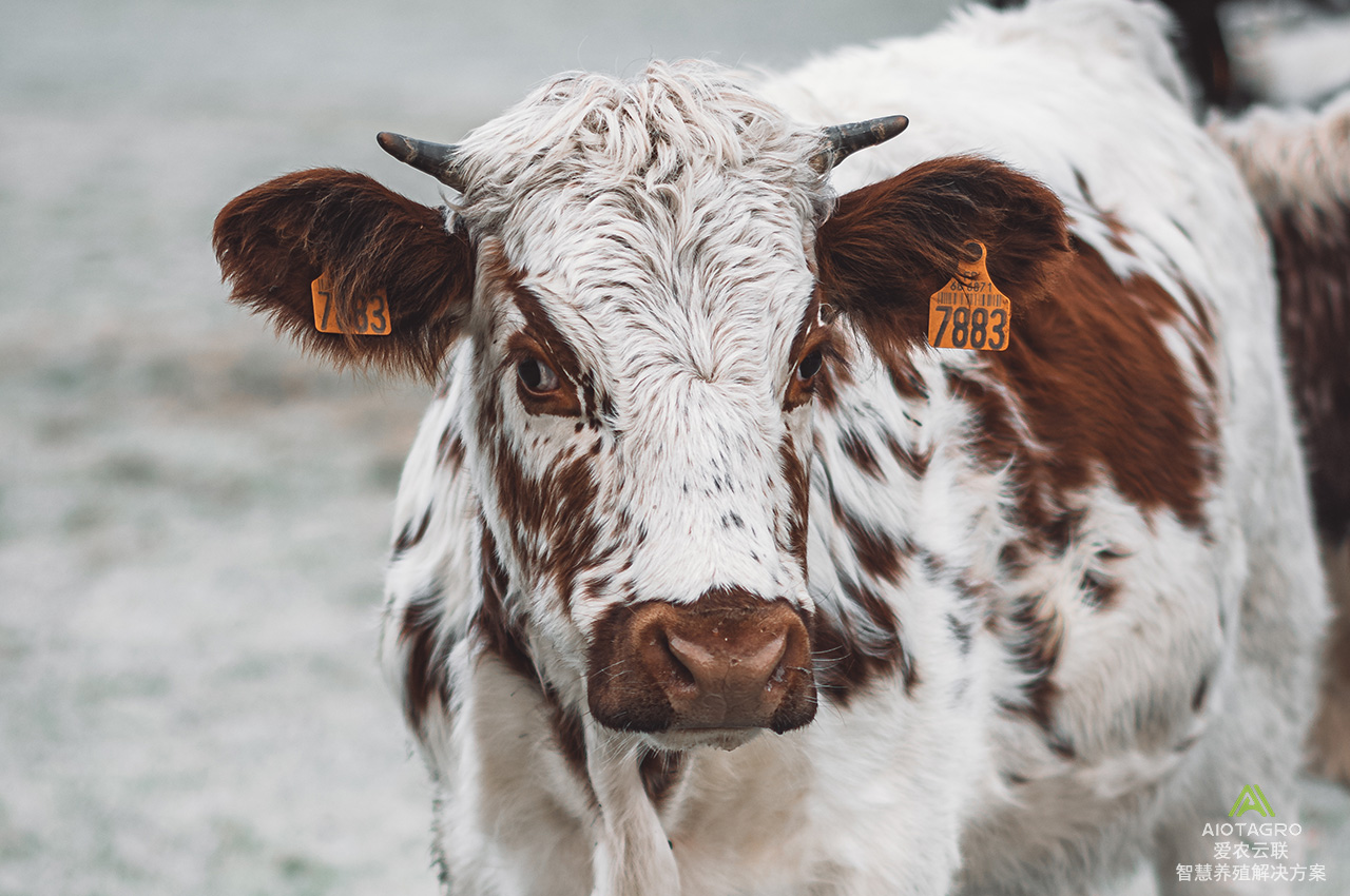 牲畜识别技术与牛耳标：提升畜牧生产的智能选择