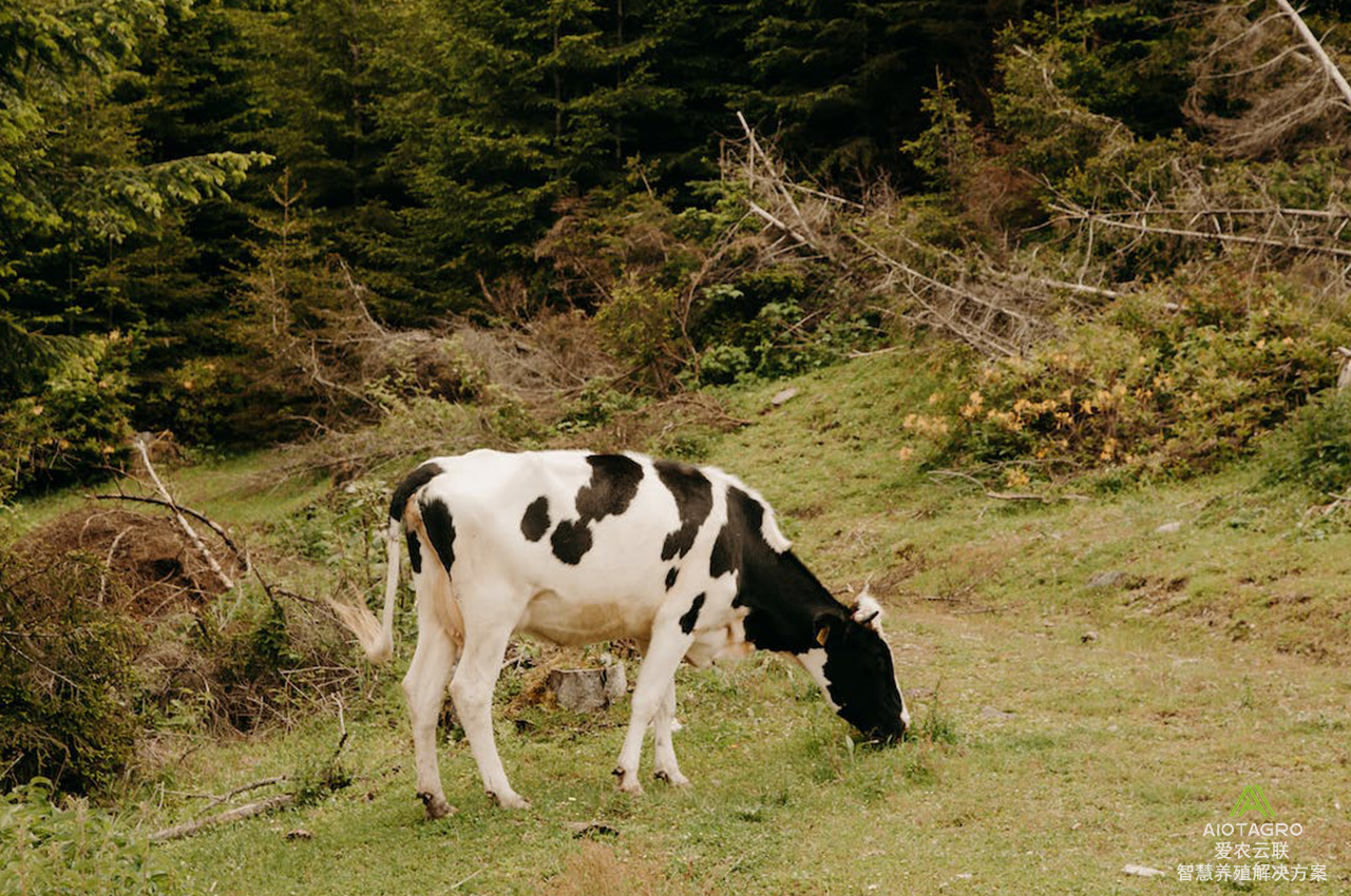 7个智能化养牛场景，牛耳标助力实现养殖场自动化生产