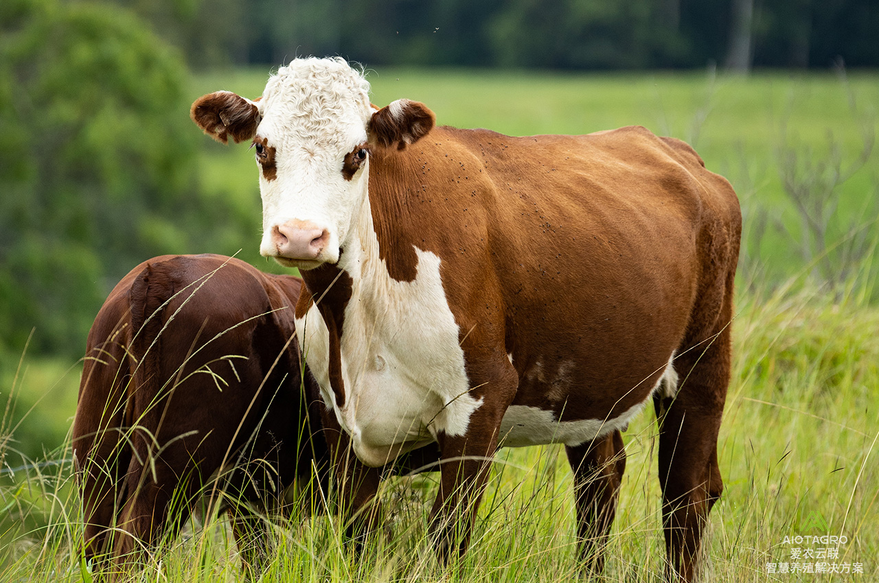 智慧牛场设备：引领现代养殖的智能时代