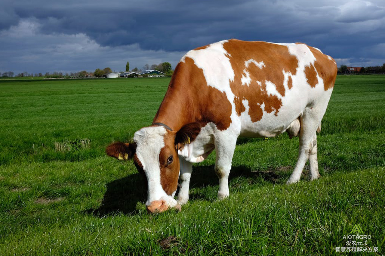 牛群定位系统与牛项圈：实现畜牧管理的全面智能化