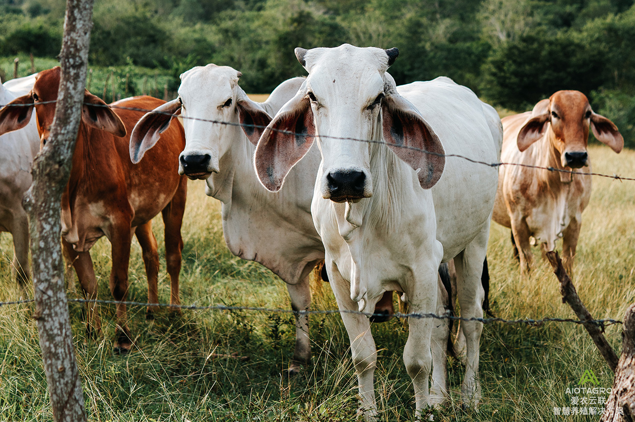 牛耳标技术助力牲畜健康监测：智能化养殖迈向新阶段