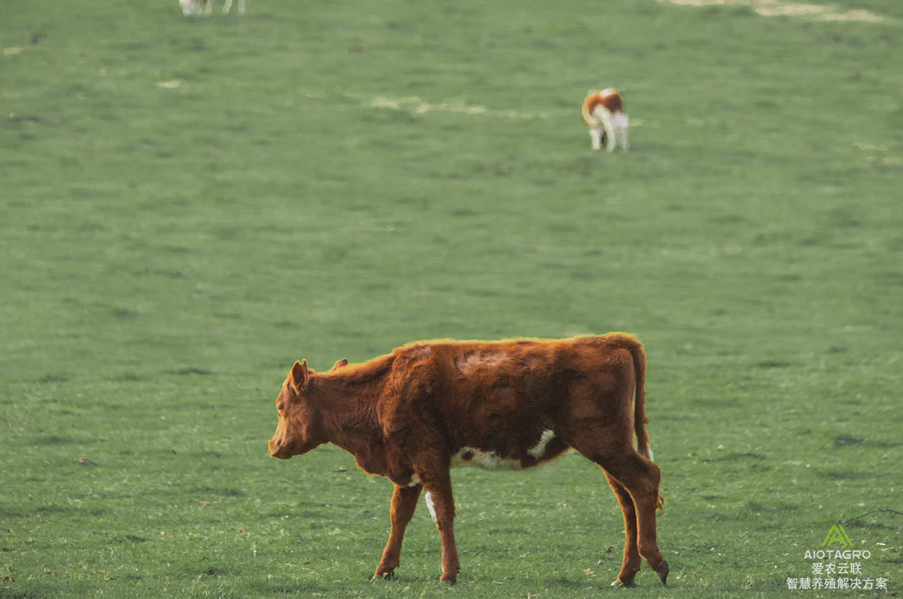 从标识到智能化耳标：牛羊电子耳标如何改变畜牧业
