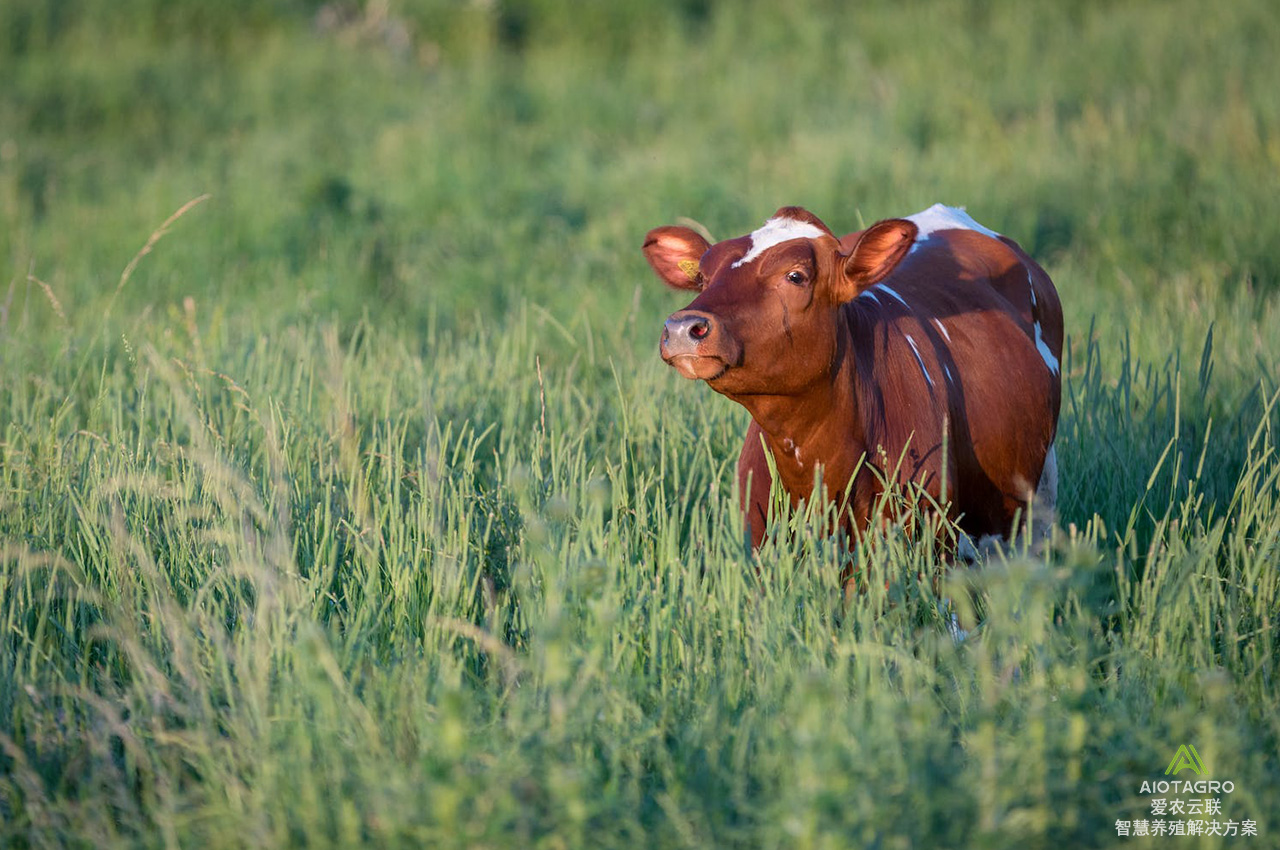 畜牧生产新潜能：牛项圈定位系统助力养殖场管理全面智能化