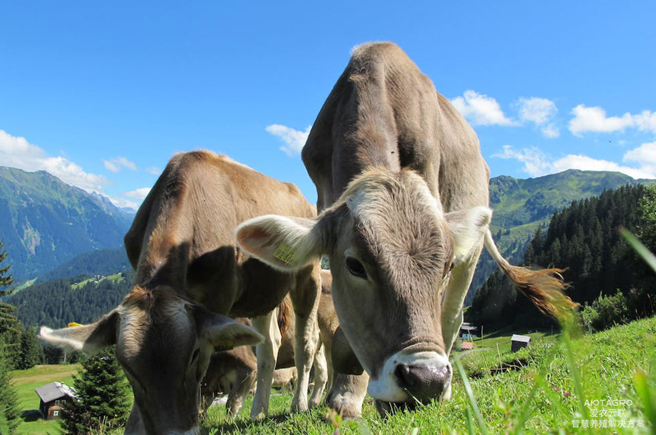 智慧养殖的未来之一：肉牛AI摄像头估重