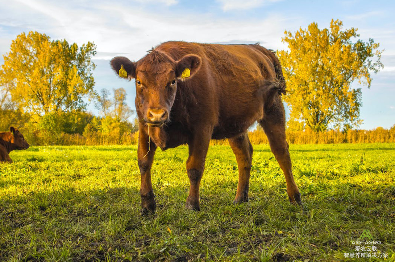 科学饲养管理：畜牧行业中饲料与营养技术的关键