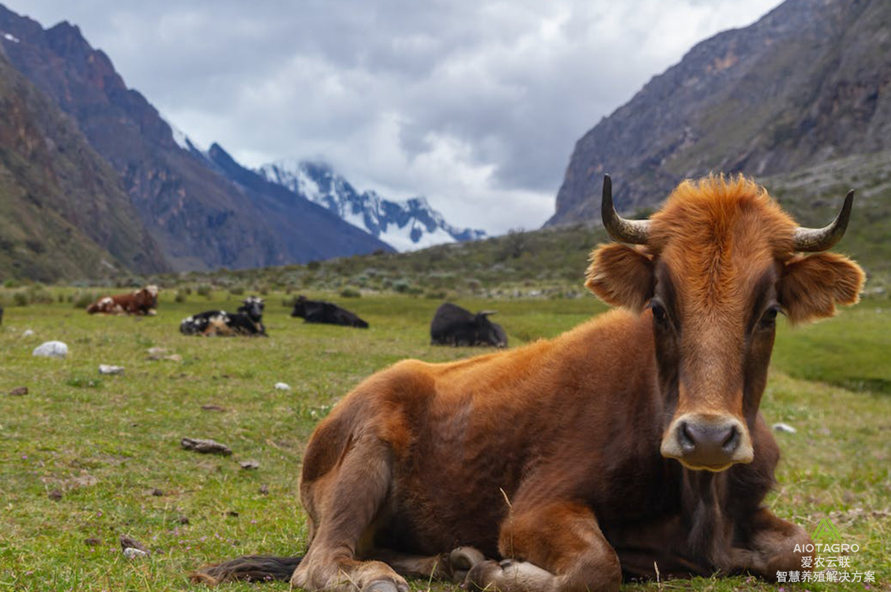 全面监控畜群健康：牛群定位系统与牛项圈的智能应用