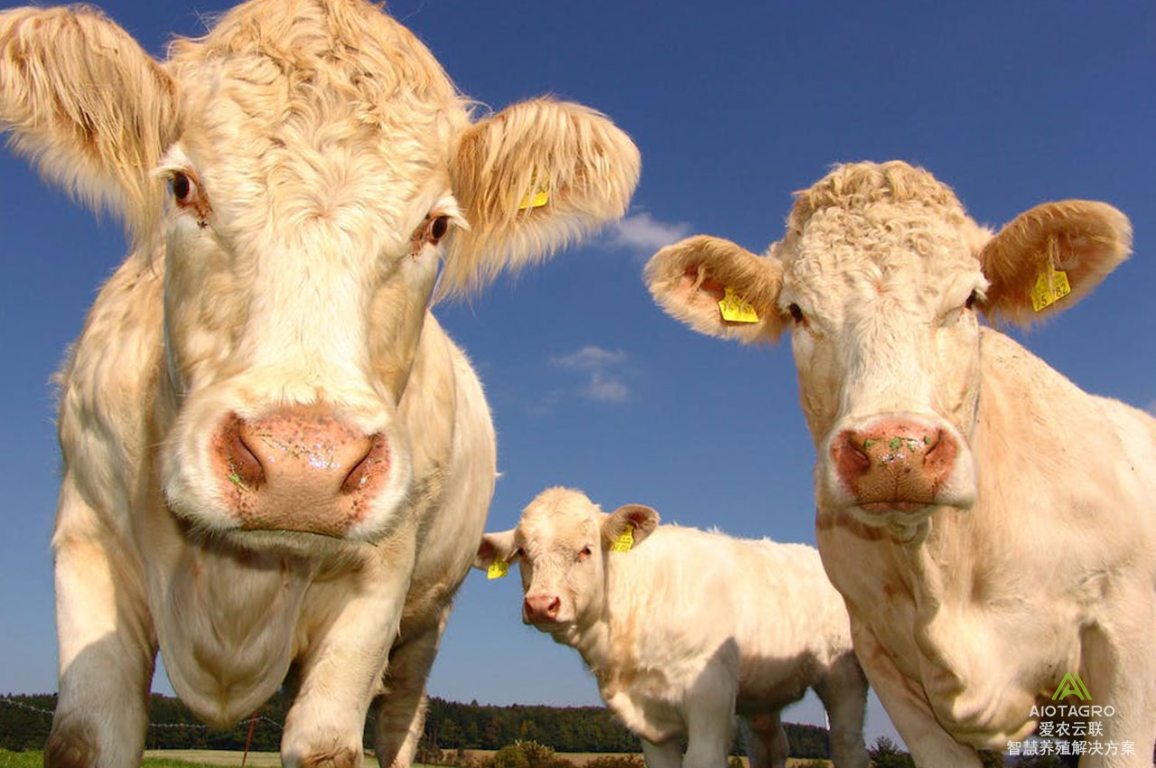 牛群定位系统的结合：牛耳标与牛项圈智能管理畜牧业的新思路